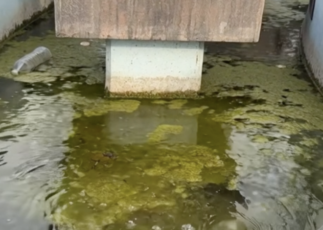 Abandono en la Discóbolo preocupa a visitantes